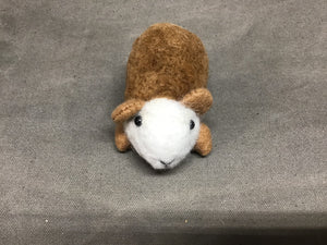 Brown and White Alpaca Guinea Pig Calvin