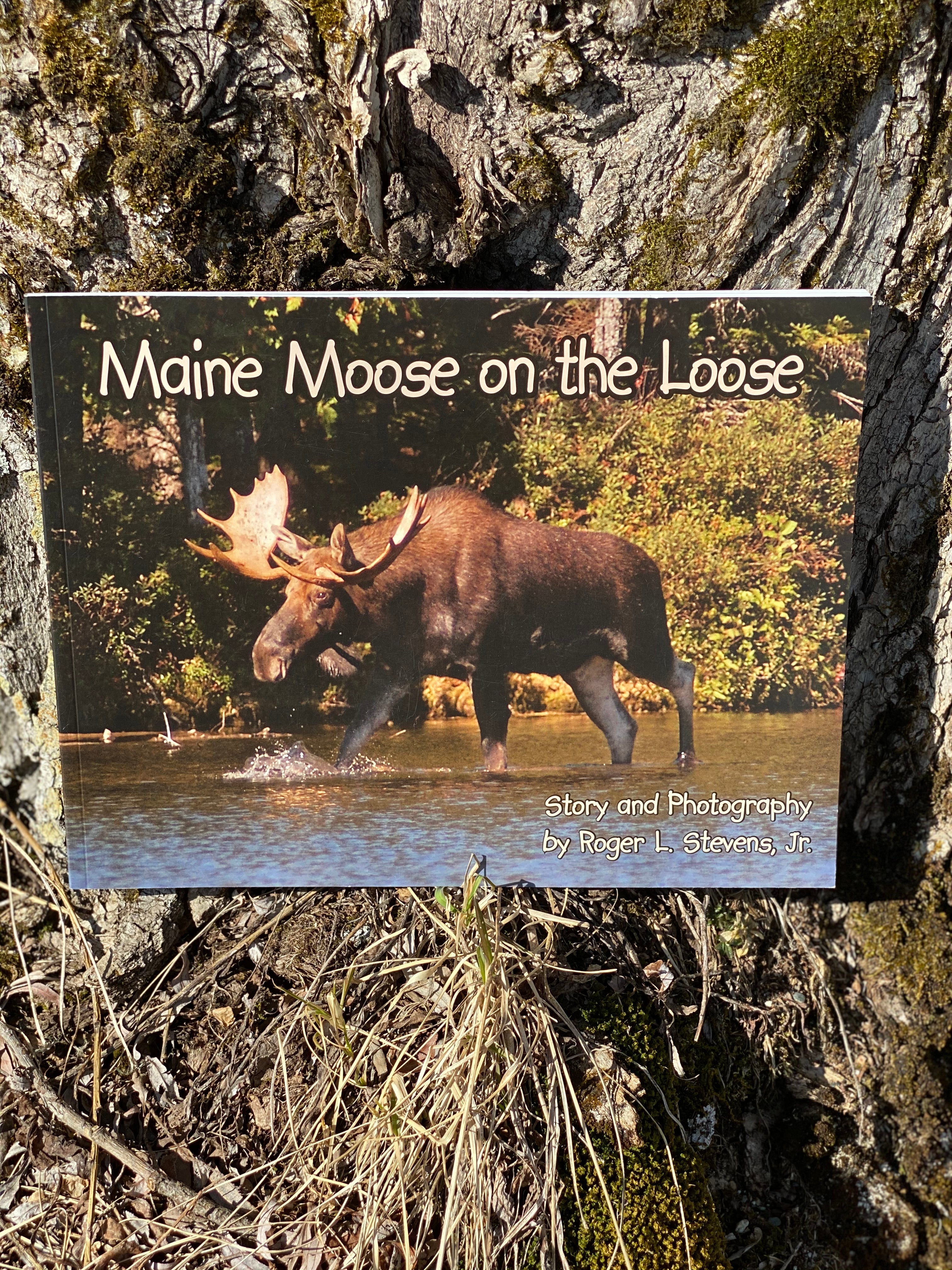 Maine Author MAINE MOOSE ON THE LOOSE by Roger L. Stevens, Jr. in Greenfield, Maine