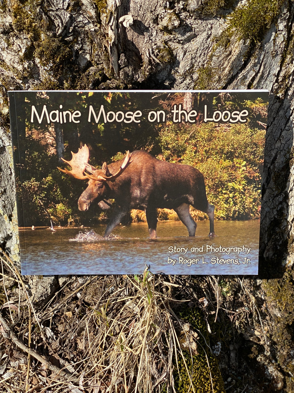 Maine Author MAINE MOOSE ON THE LOOSE by Roger L. Stevens, Jr. in Greenfield, Maine
